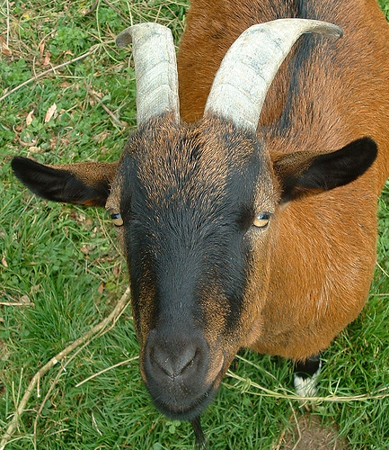 Twitter, bouc émissaire. Photo CC Flickr OliBac