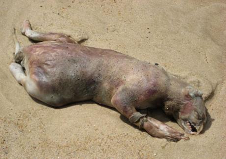 article_30_deadcritter_lg