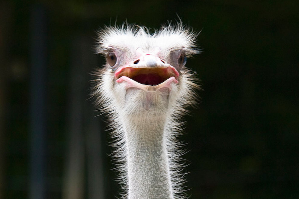 autruche