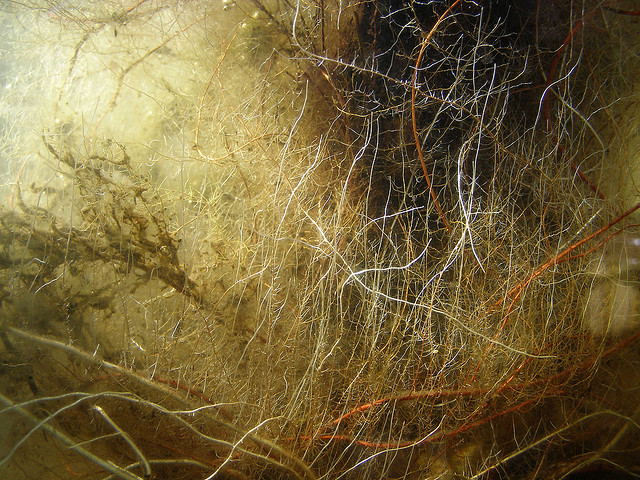 rhizome_racines_roots_reseau