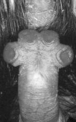 Why-Do-Echidnas-Have-Four-Headed-Penises-2