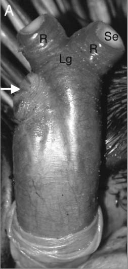 echidne_penis_bifide