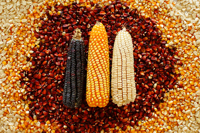 mais-monsanto-ogm-640px-1