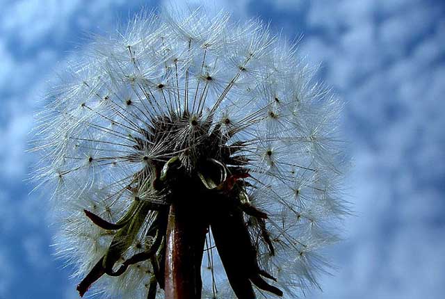 monsanto-desherbant-roundup-640px-2