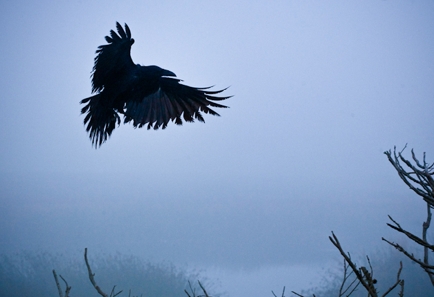 CLEF-corbeau-open-data-france-numerique-