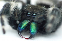 Non, elles n’ont pas rencontré leurs agresseurs sexuels sur Internet