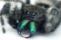 Non, elles n’ont pas rencontré leurs agresseurs sexuels sur Internet