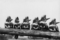 Twitter et journalisme: les règles de l’art