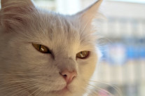 Tentative de définition du journalisme lol