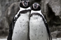 Intégration et vivre ensemble, des pistes sur Twitter?