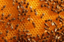 L’ère des “curators” aurait-elle sonné?