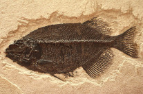 Le contrat d’édition, ce fossile vivant…