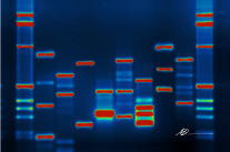 Et si on fichait l’ADN de tous les policiers ?