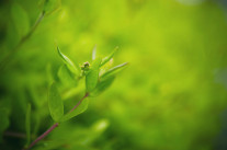 Wikipedia n’est pas mort, il a juste mûri