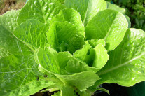 Les salades bio des politiques