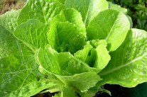 Les salades bio des politiques