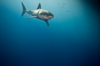 Colères d’Arabie&nbsp;: le logiciel espion