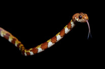 Le tueur en série, la DGSE et les Talibans